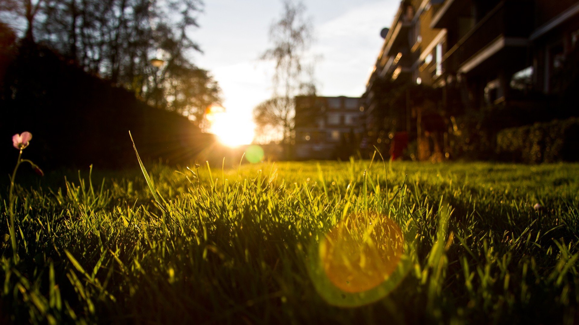 sommer natur gras abend licht sonne strahlen makro foto fokus unschärfe hintergrundbilder