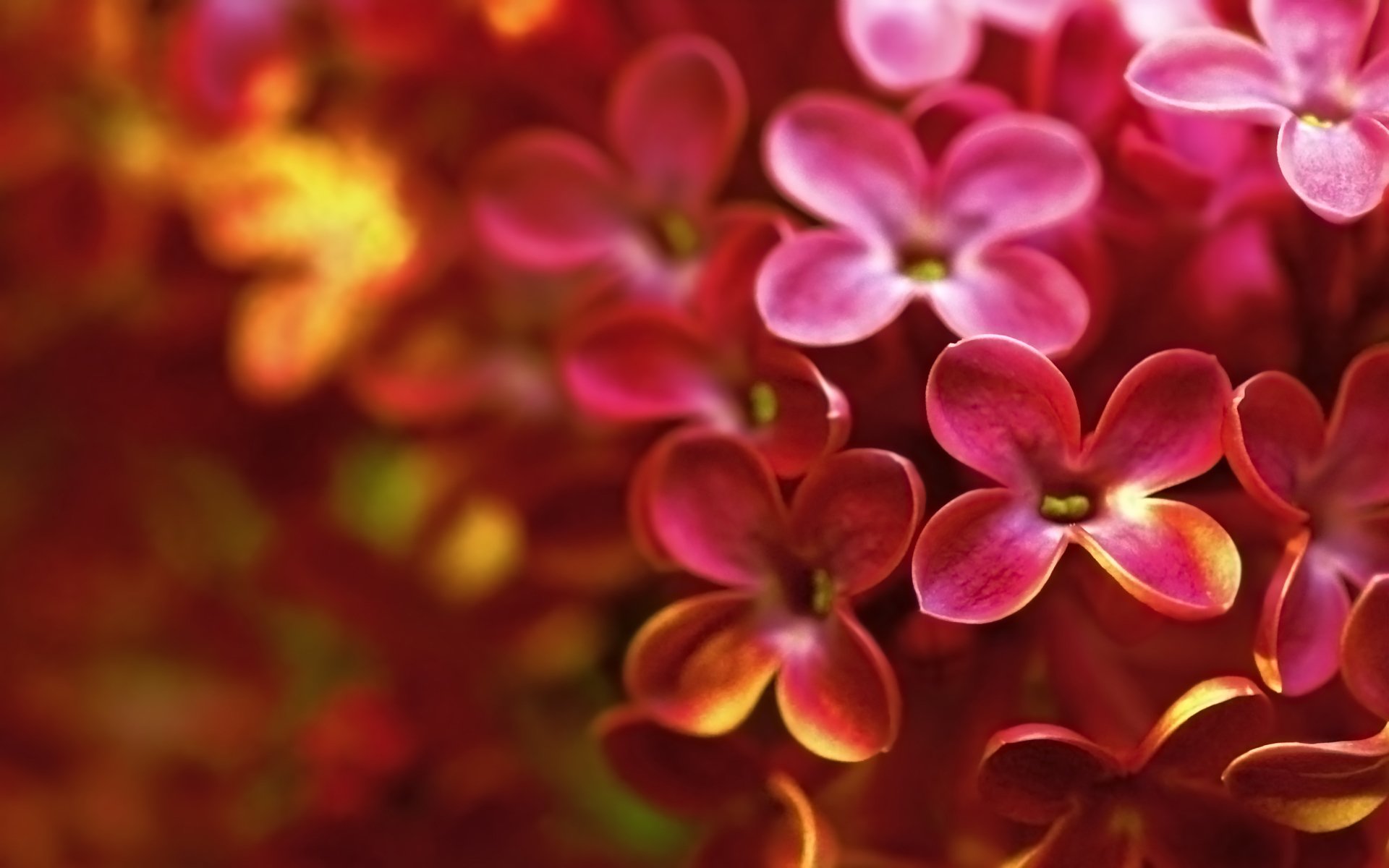 lilas lumineux fleurs printemps gros plan