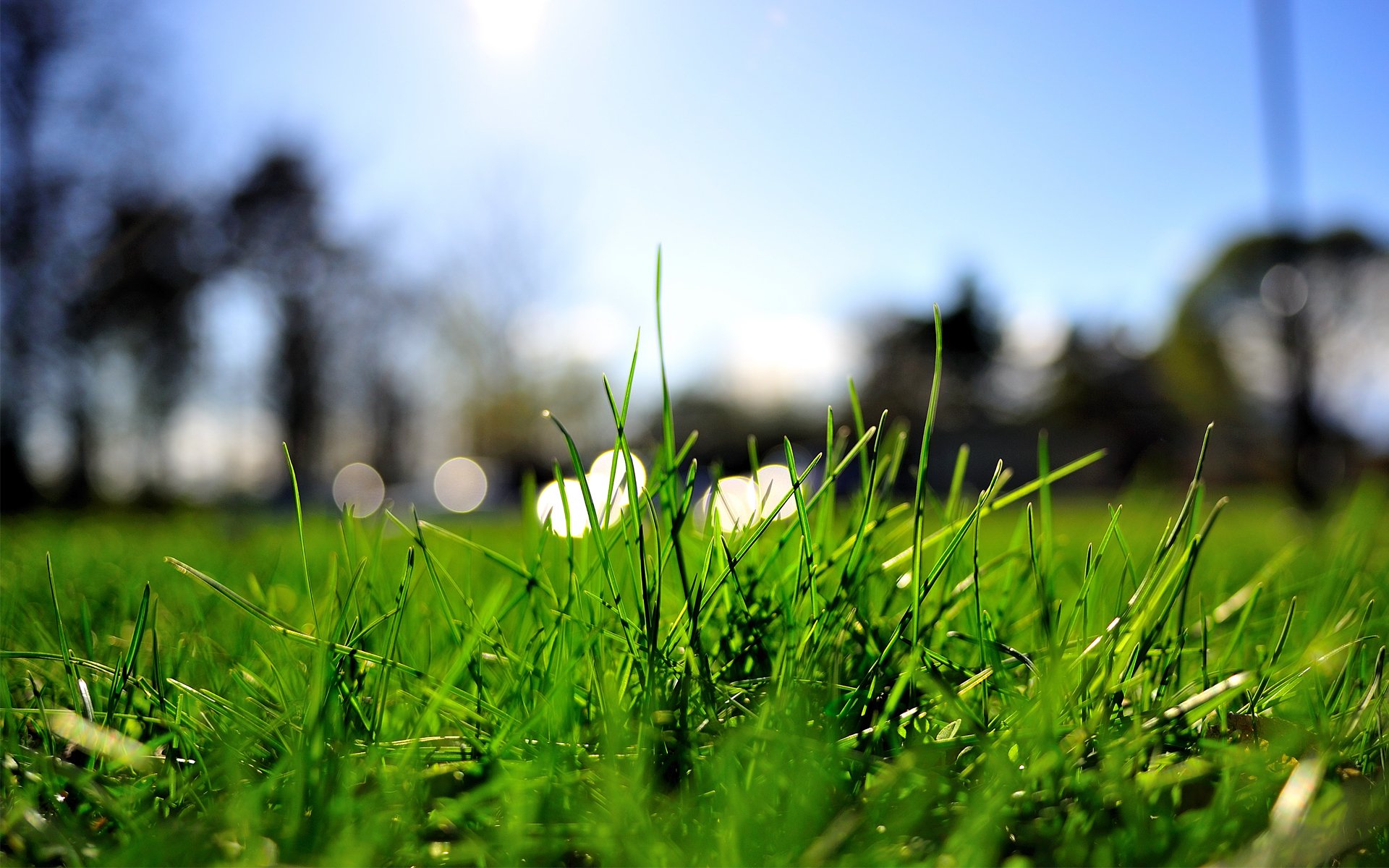 gros plan herbe été verdure lumières pelouse pelouse