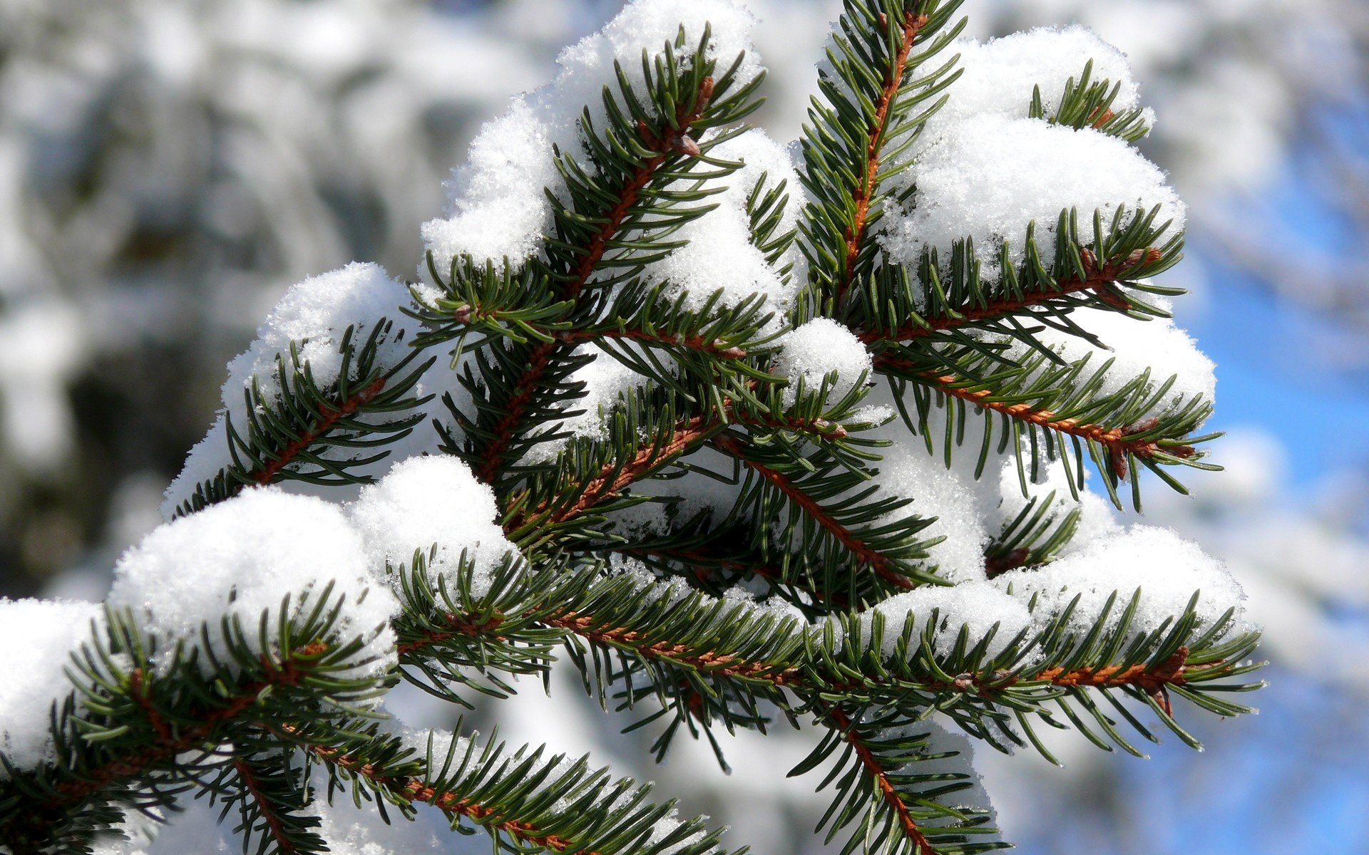 inverno freddo gelo albero di natale ramo aghi aghi neve sfondo cielo chiaro soleggiato