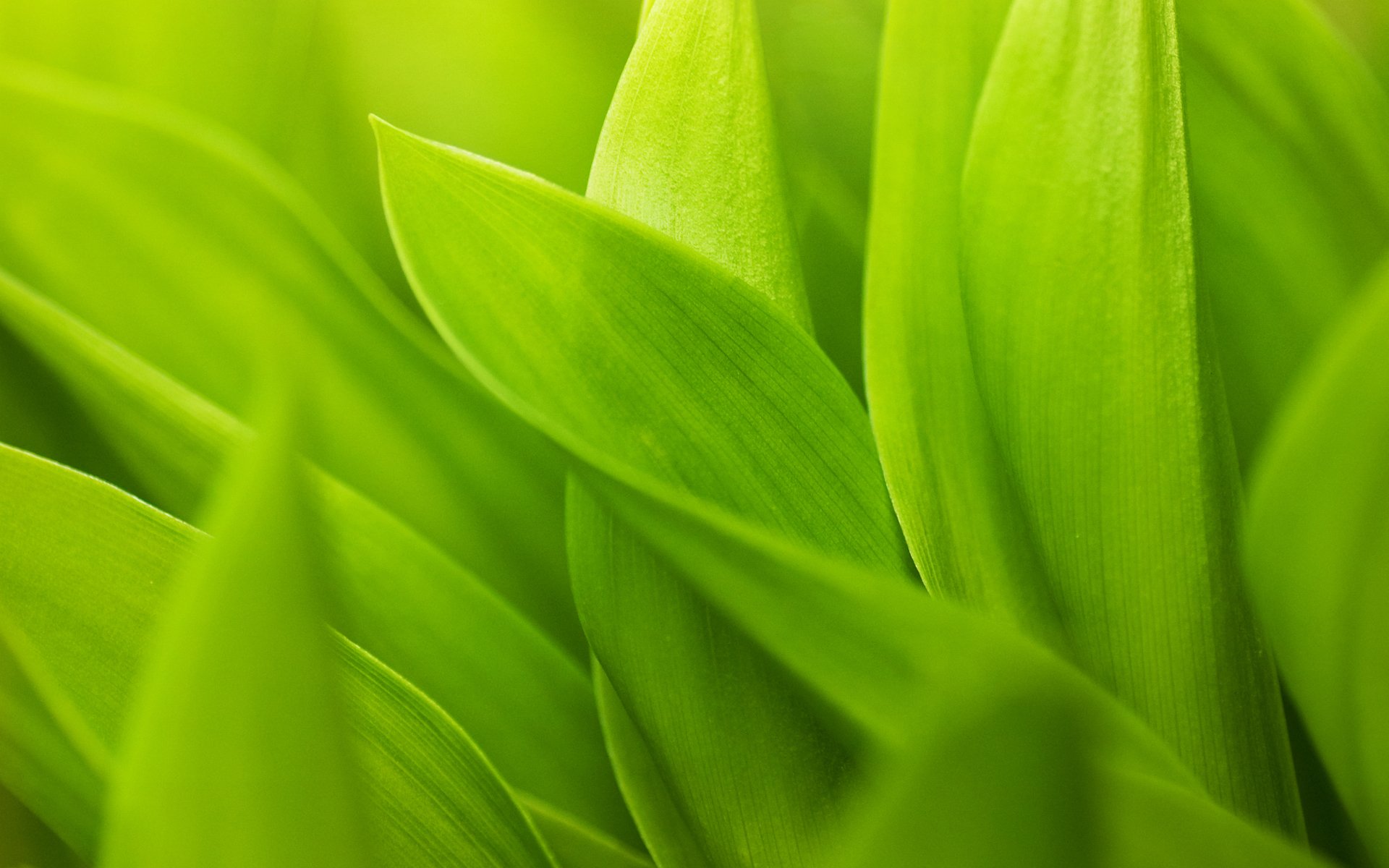 verdes hojas verdes tallos hojas