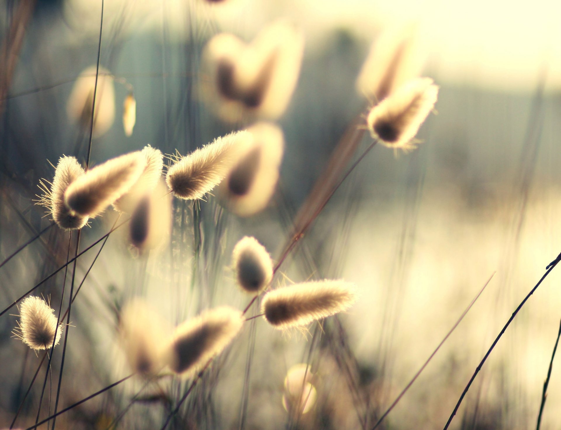 plants nature stems fluff light sun rays summer