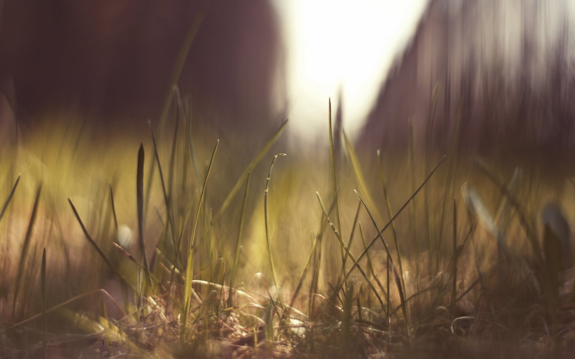 close up macro grass reflections sun land nature