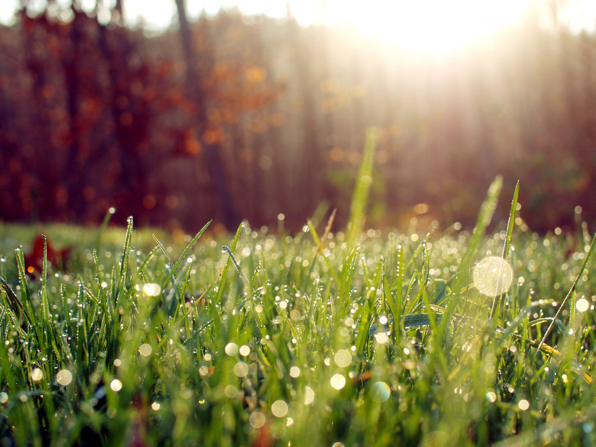 close up morning grass rosa light sun