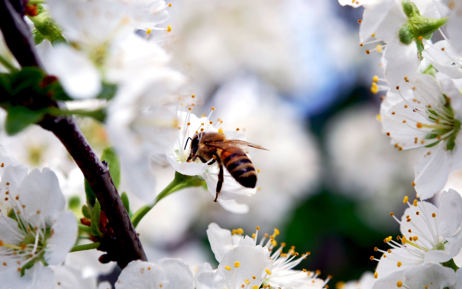 pszczoła owad gałąź wiśnia białe kwiaty płatki kwitnienie wiosna natura piękno