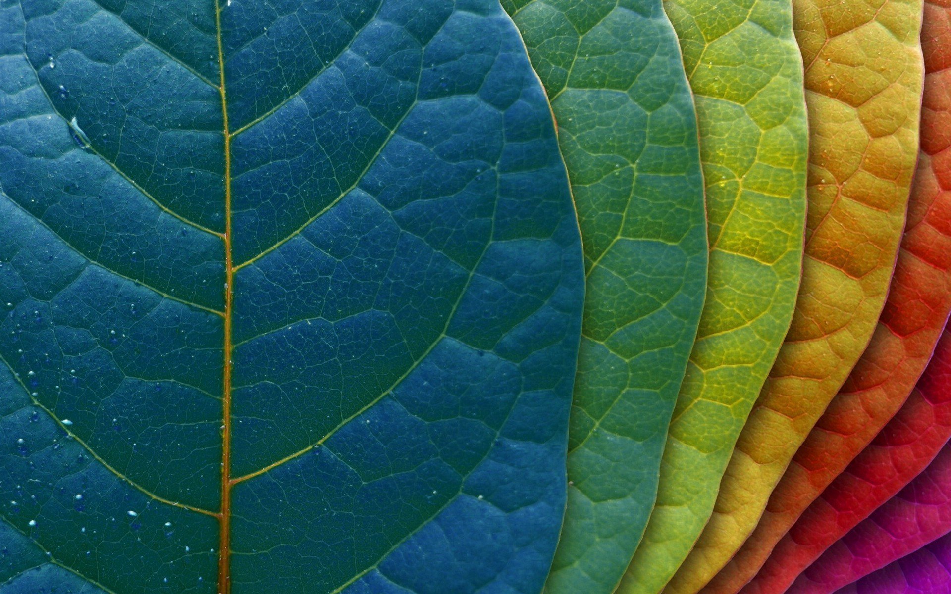 sfondo foglia foglie gradazione colori