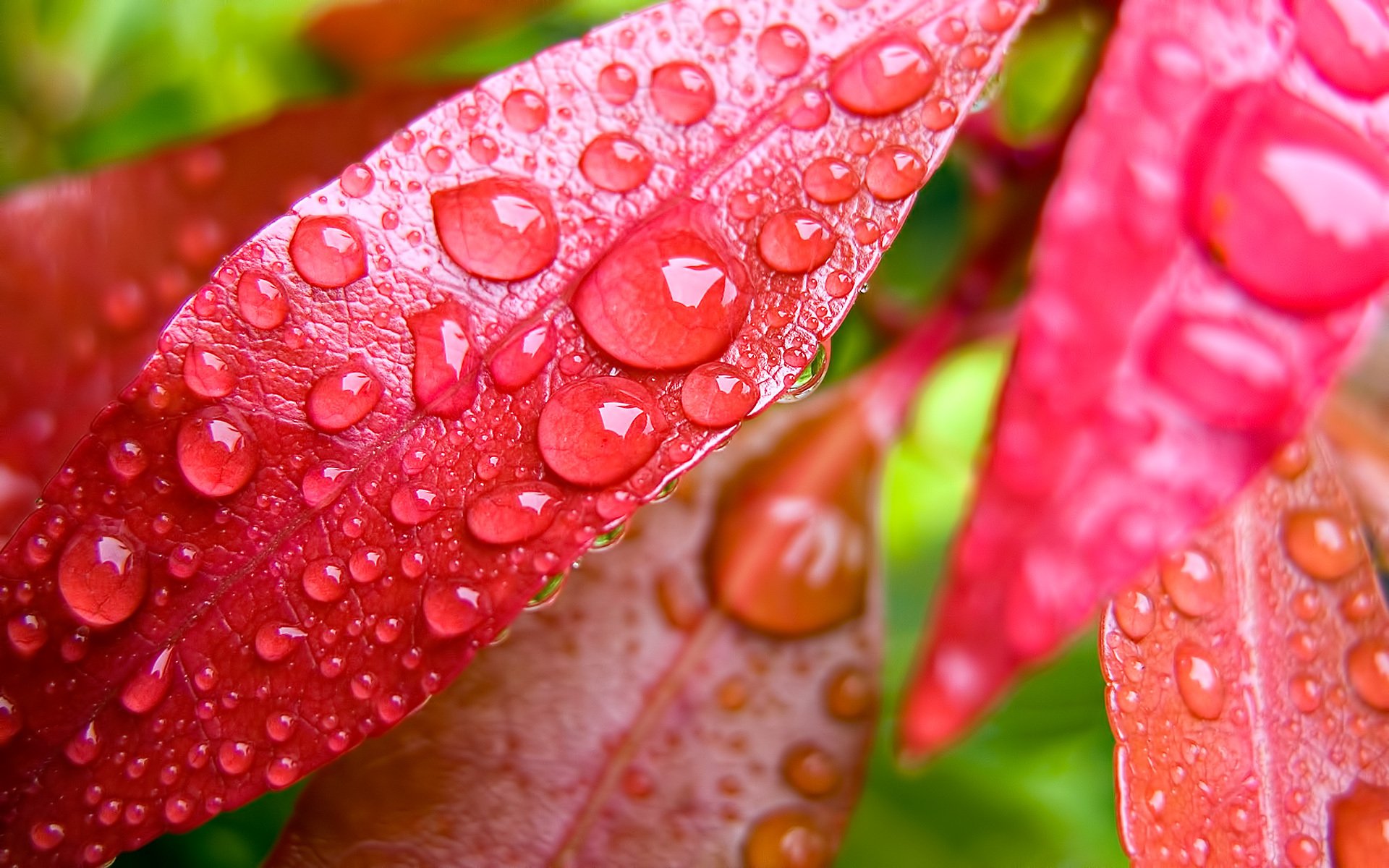 hojas rocío gotas planta