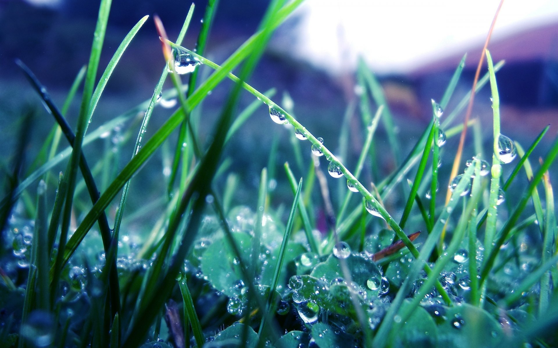 grass plants green rosa rain drops close up nature