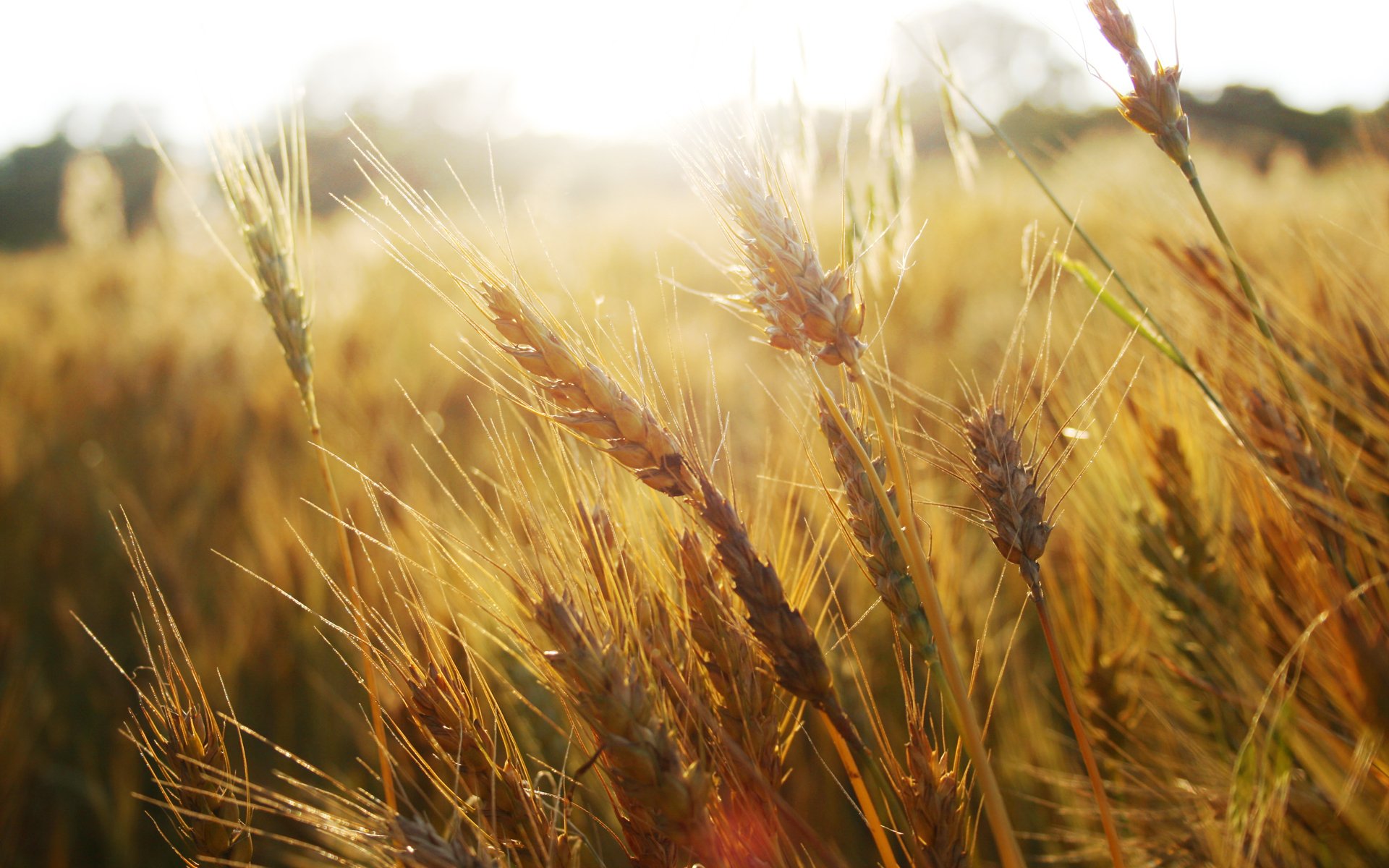 makro natur feld ähren ähren weizen gras