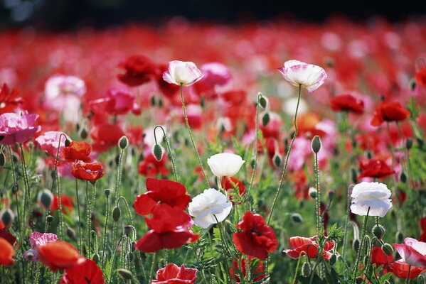 A field of red and white flowers on a sunny day