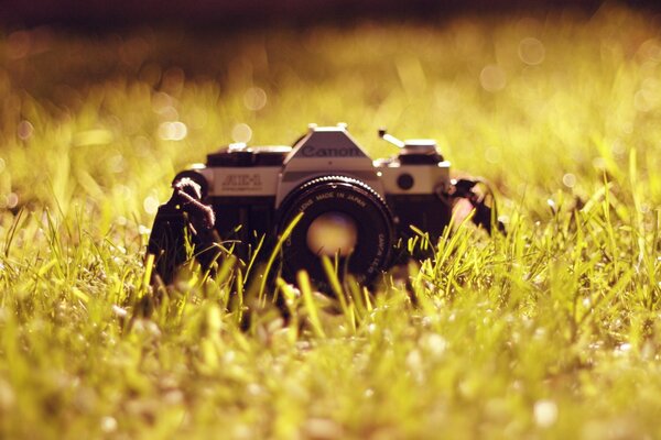 Appareil photo canon dans la clairière ou l herbe