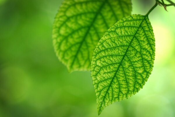 Leaves from a tree in macro photography