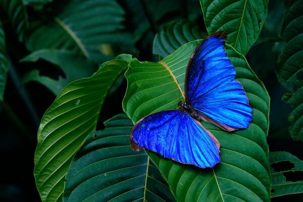 Su una foglia verde, una farfalla blu