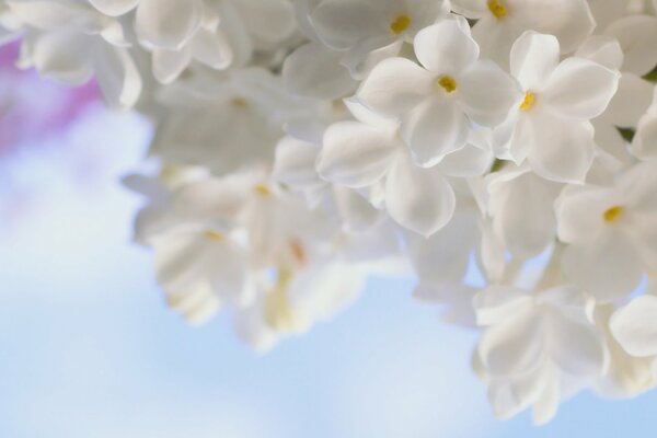 Beautiful flowers against the sky