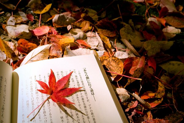 Japanese book on the background of autumn leaves