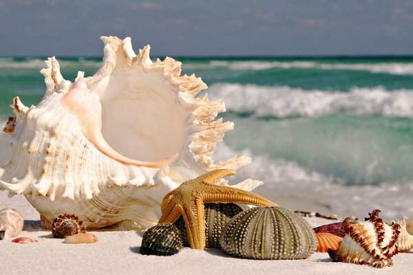 Conchiglie e stelle marine sull oceano