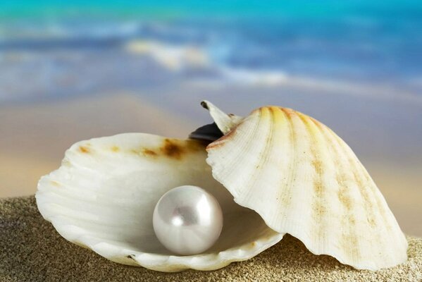 A pearl in a shell. Seashore