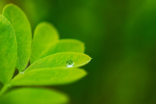 Goutte de rosée sur une feuille