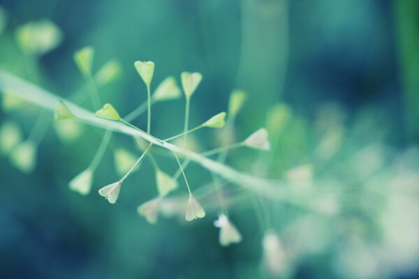 Macro foto. Planta. Efecto bokeh