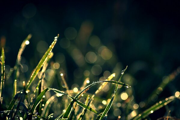 Dew drops on green blades of grass