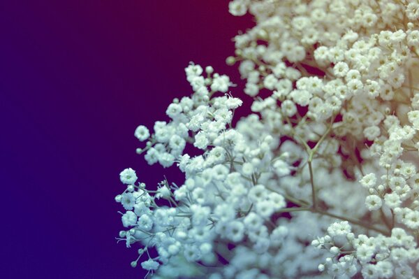 Macro shooting of a bouquet of white flowers