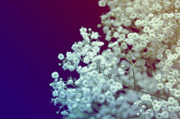 Makro fotografowanie bukietu białych kwiatów
