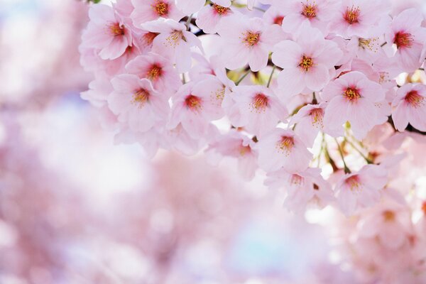 Floraison délicate d un cerisier