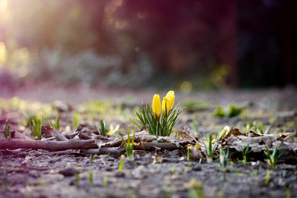 The first sprouts of crocuses wallpaper