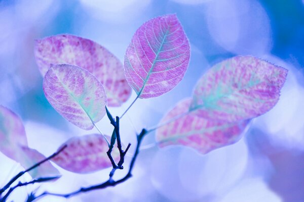 Rama de árbol macro, hojas con reflejos