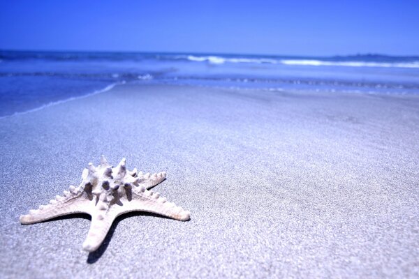 Starfish on blue sand