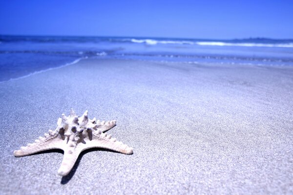 Stella marina sulla sabbia blu