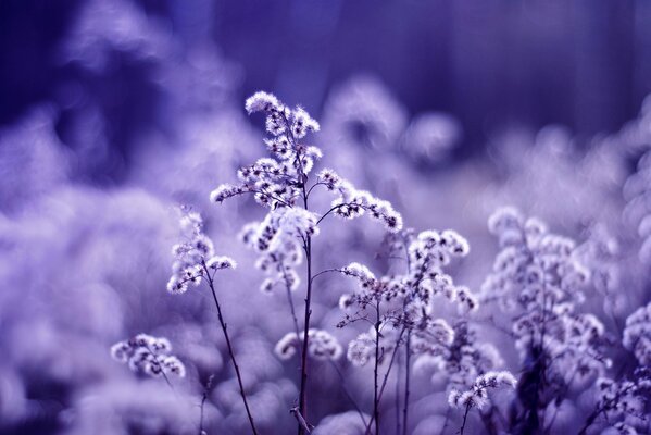 Blumen der Natur auf lila Hintergrund