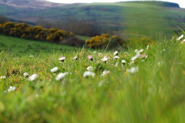 On the hill there are flowers in the green grass