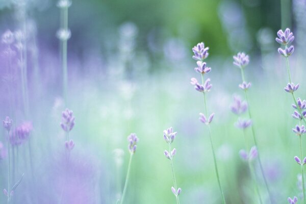 Fleurs de lavande au printemps sur fond flou