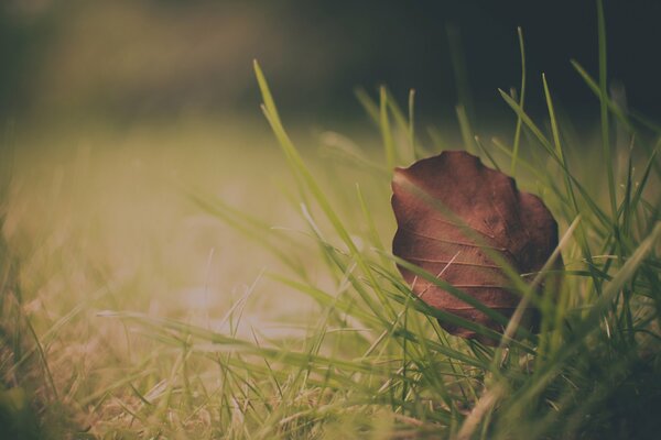 Feuille solitaire dans l herbe d automne