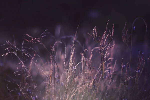 Piante sul campo in trattamento viola