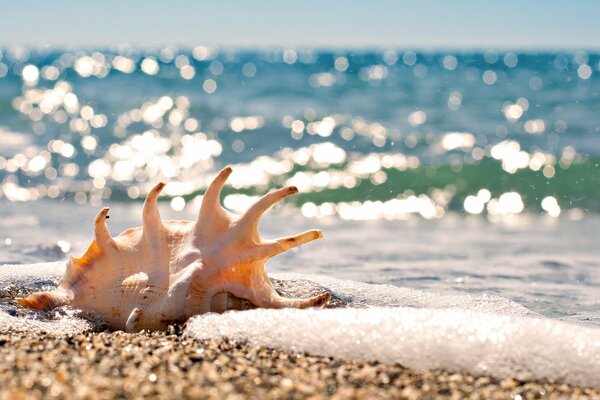 Seashell on the seashore