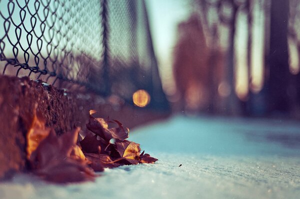 Photos of autumn leaves inspire