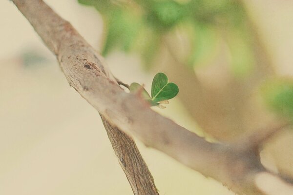 A fresh leaf in the shape of a heart