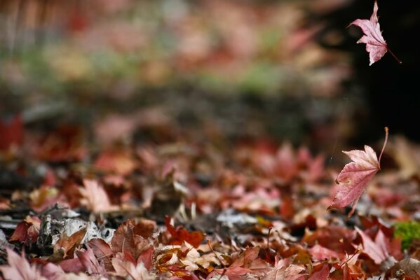 La nature des pores d automne et la couleur des couleurs