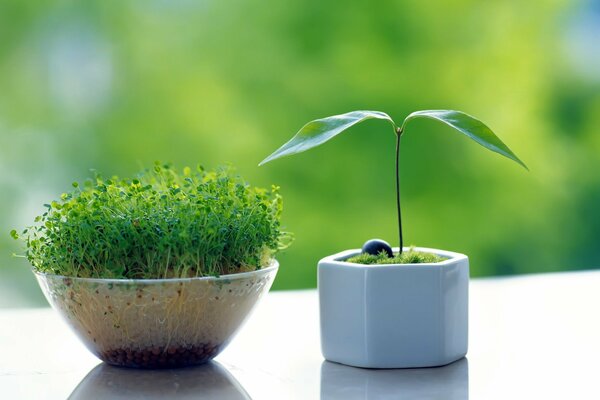 Sprouts of green plants on the windowsill