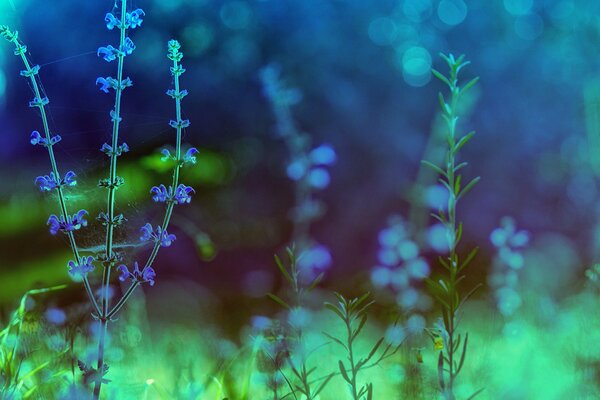 Macro de plantes avec des fleurs bleues