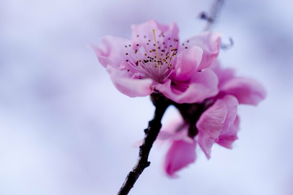 A sprig of a blooming spring tree