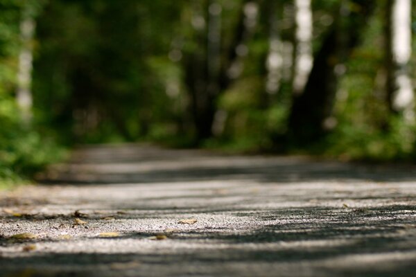 Forest trail close-up