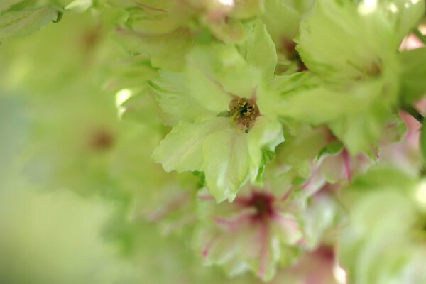 Pale green cherry blossoms blooming in spring