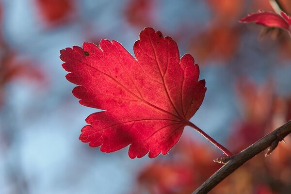 A twig of an autumn tree with a red leaf