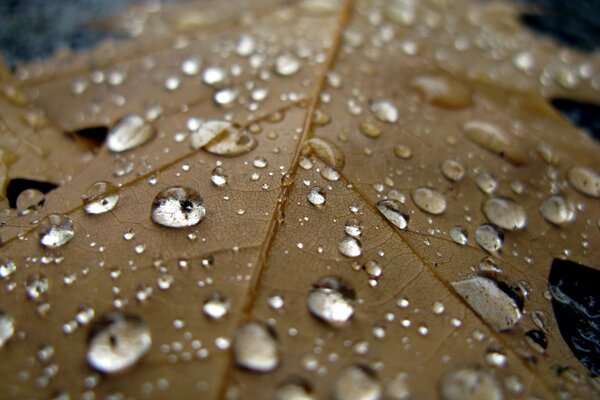 Gotas de lluvia en una hoja