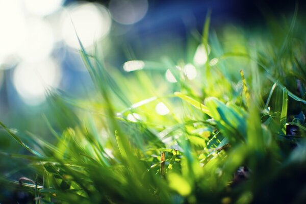 Rayos de luz en la hierba verde
