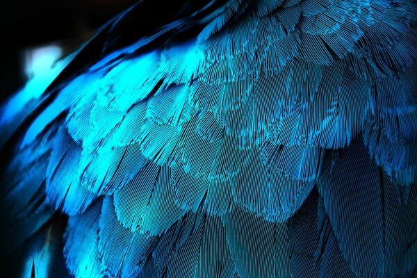 Blue feathers of different shades