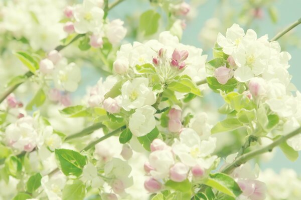 Pommier en fleurs. Fleurs, pétales et feuilles de pommier